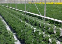 How Cannabis Cultivators Are Using New Technology to Be More Productive in 2024?