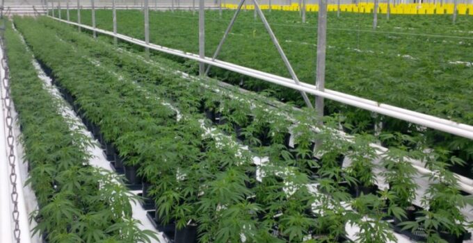 How Cannabis Cultivators Are Using New Technology to Be More Productive in 2024?