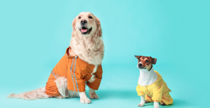 Top 10 Designer Dog Outfits ─ Because Your Pup Needs to Look Fabulous