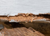 Termite Tenting ─ Everything You Didn’t Want to Know